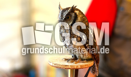 Choliba-Kreischeule (02).jpg